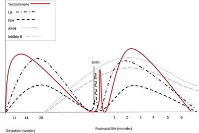 Frontiers Ontogeny of Hypothalamus Pituitary Gonadal Axis and